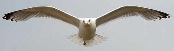 flying gull