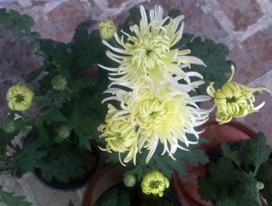 chrysanthemoms