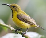 olive-backed-sunbird-878cd193cd11f74dfc50b102c567baa7