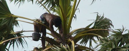 800px-Palm_tree_climber