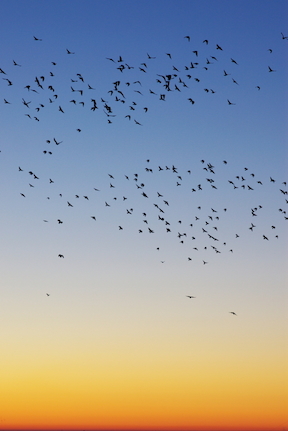 birds-at-sunrise