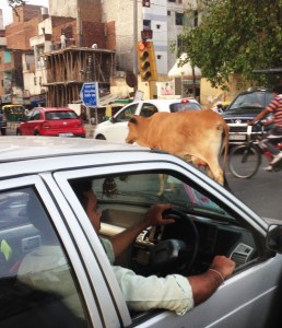 cow in street1