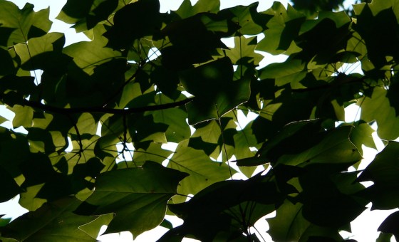 dreamstimefree_251662